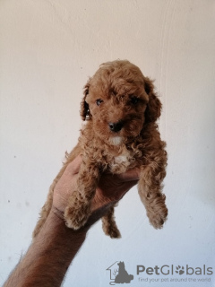 Photo №2 to announcement № 103665 for the sale of poodle (toy) - buy in Serbia breeder