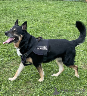 Photo №4. I will sell non-pedigree dogs in the city of Москва.  - price - Is free