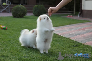 Photo №4. I will sell pomeranian in the city of Гаага. private announcement - price - 380$