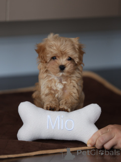Photo №3. Headline Adorable Maltipoo Puppies Ready for Their Forever Homes. Germany