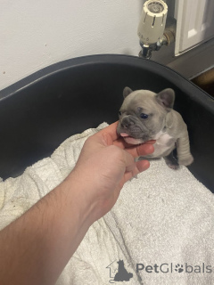 Photo №4. I will sell french bulldog in the city of Tennessee City. private announcement - price - 500$