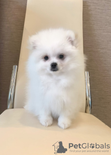 Photo №1. pomeranian - for sale in the city of Voronezh | 682$ | Announcement № 9170