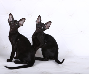 Photo №1. oriental shorthair - for sale in the city of Kiev | 601$ | Announcement № 5849
