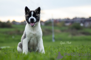 Additional photos: American Akita puppies