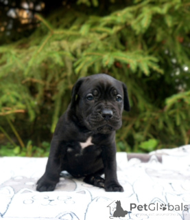 Photo №2 to announcement № 152622 for the sale of non-pedigree dogs - buy in Russian Federation breeder