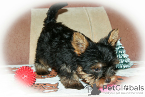 Photo №3. Yorkshire Terrier puppies for sale. Russian Federation