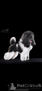 Photo №2 to announcement № 42657 for the sale of poodle (toy) - buy in Belarus from nursery, breeder