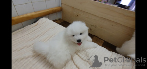 Photo №4. I will sell samoyed dog in the city of Мостовской. private announcement - price - 266$