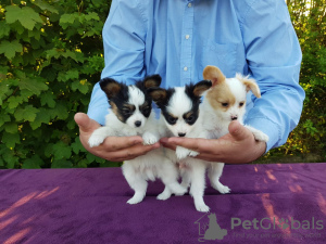 Photo №1. papillon dog - for sale in the city of Canillo | negotiated | Announcement № 39134