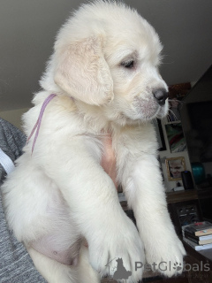 Photo №2 to announcement № 158002 for the sale of golden retriever - buy in Germany breeder
