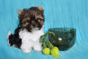 Photo №1. beaver yorkshire terrier - for sale in the city of Nizhny Novgorod | Negotiated | Announcement № 1424