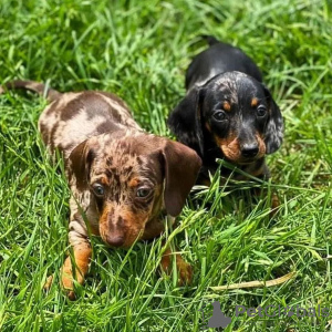 Photo №1. dachshund - for sale in the city of Helsinki | negotiated | Announcement № 82875