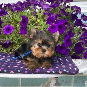 Photo №2 to announcement № 166735 for the sale of yorkshire terrier - buy in France private announcement, breeder