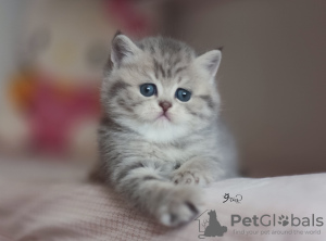 Additional photos: Blue golden tabby