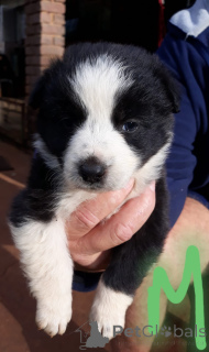 Photo №1. border collie - for sale in the city of Augsburg | negotiated | Announcement № 170519