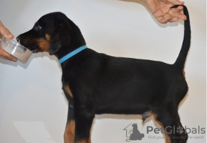 Photo №1. dobermann - for sale in the city of Homer | 300$ | Announcement № 51095