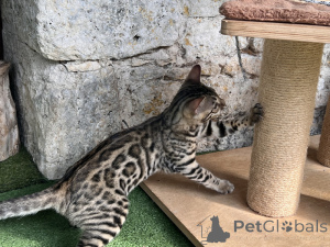 Photo №3. Baby Bengal kitten available. Germany