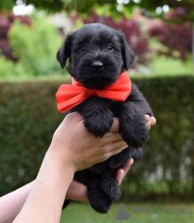 Photo №1. standard schnauzer - for sale in the city of Kruševac | negotiated | Announcement № 139480