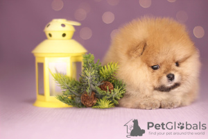Photo №1. german spitz - for sale in the city of Minsk | 840$ | Announcement № 32573