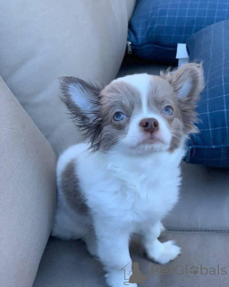 Photo №1. chihuahua - for sale in the city of Manchester | negotiated | Announcement № 166828