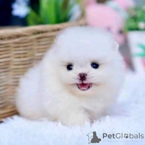 Photo №2 to announcement № 161936 for the sale of  - buy in Spain 