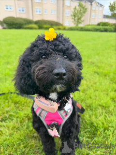 Photo №1. poodle (royal) - for sale in the city of Helsinki | 568$ | Announcement № 169152