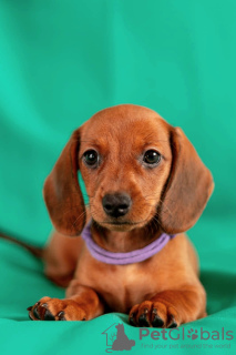 Photo №3. Dachshund UCI standard. Russian Federation