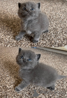 Photo №1. british shorthair - for sale in the city of Lecester | negotiated | Announcement № 173844