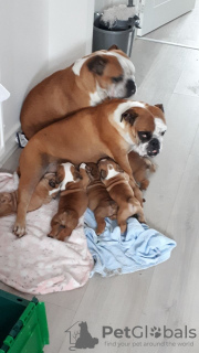 Photo №2 to announcement № 88481 for the sale of english bulldog - buy in Germany 