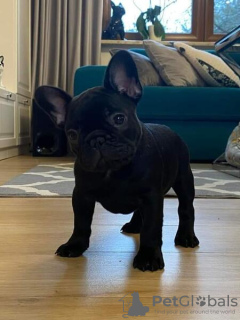 Photo №1. french bulldog - for sale in the city of Berlin | Is free | Announcement № 20936