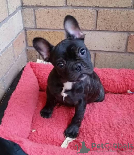 Photo №4. I will sell french bulldog in the city of Rostock. private announcement - price - 350$