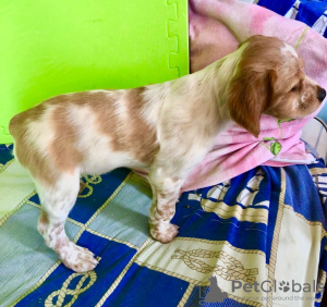 Photo №4. I will sell brittany dog in the city of Алушта. private announcement, breeder - price - 400$