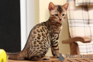 Photo №2 to announcement № 99746 for the sale of bengal cat - buy in Germany 