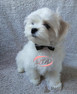 Photo №3. The kid is Maltese, incredibly good, KSU, excellent pedigree.. Ukraine