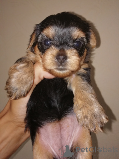 Photo №4. I will sell beaver yorkshire terrier, yorkshire terrier in the city of Riga. private announcement, from nursery, breeder - price - 723$