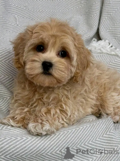 Photo №1. cavalier king charles spaniel, poodle (royal), poodle (toy) - for sale in the city of Weißwasser | negotiated | Announcement № 151113