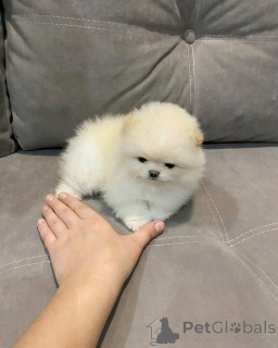 Photo №3. Teacup pomeranian puppy for adoption. United States