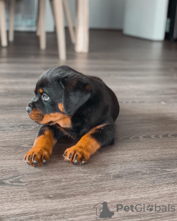 Photo №4. I will sell rottweiler in the city of Gothenburg. breeder - price - 500$