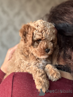 Photo №3. Maltipoo puppy. Russian Federation