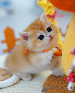 Photo №2 to announcement № 165878 for the sale of british shorthair - buy in Belgium breeder