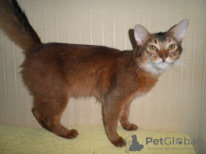 Photo №2 to announcement № 7688 for the sale of somali cat - buy in Ukraine breeder