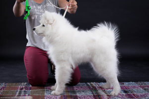 Photo №1. samoyed dog - for sale in the city of Chelyabinsk | 737$ | Announcement № 2990
