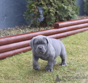 Photo №4. I will sell cane corso in the city of ALAVUS. private announcement - price - 600$