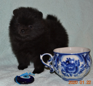 Photo №1. pomeranian - for sale in the city of Москва | 705$ | Announcement № 5314
