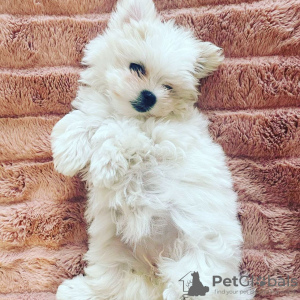 Photo №3. Maltese puppies. Australia