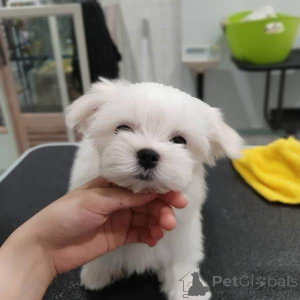Photo №2 to announcement № 165205 for the sale of maltese dog - buy in Belgium breeder