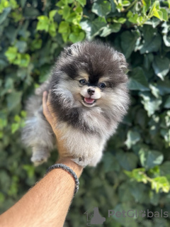 Photo №4. I will sell pomeranian in the city of Werbass. breeder - price - negotiated