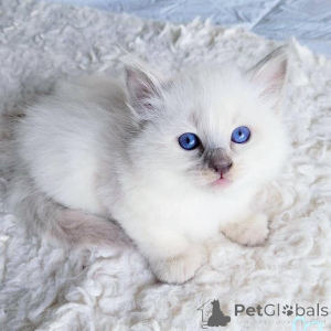 Photo №3. Elegant Balinese kittens looking for responsible forever homes. Netherlands