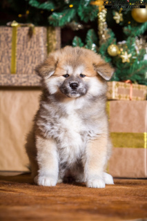 Photo №1. akita - for sale in the city of Chelyabinsk | 335$ | Announcement № 3910