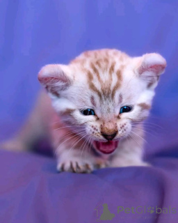 Photo №2 to announcement № 147419 for the sale of bengal cat - buy in United States breeder
